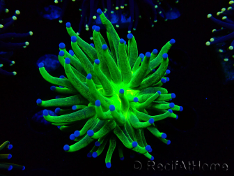 WYSIWYG Euphyllia glabrescens (Mariculture acclimaté sous LED) 8I7