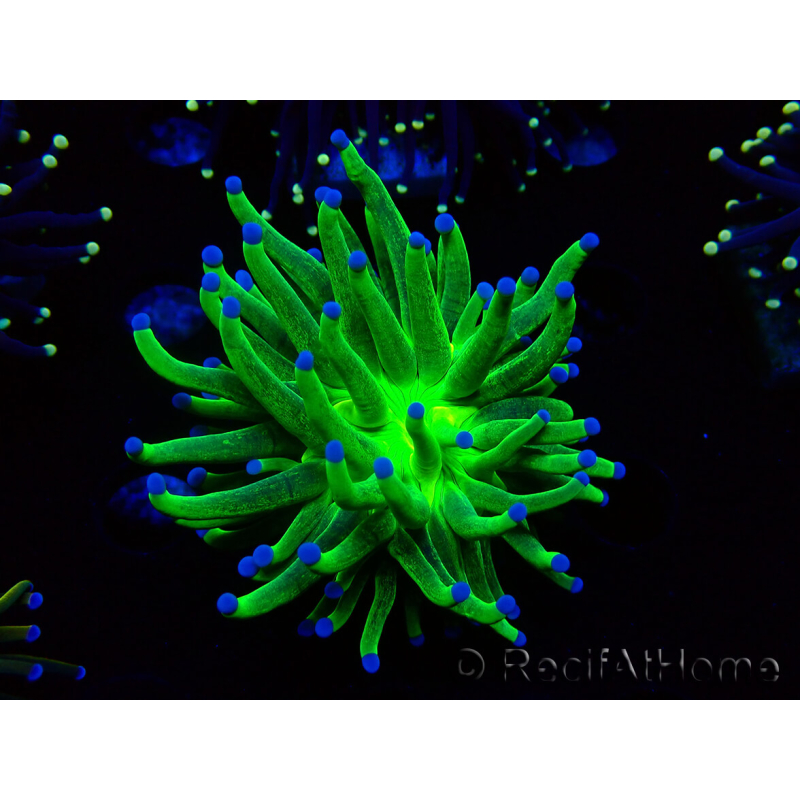 WYSIWYG Euphyllia glabrescens (Marikultur unter LED akklimatisiert) 8D7