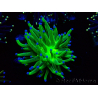 WYSIWYG Euphyllia glabrescens (Mariculture acclimaté sous LED) 8D7