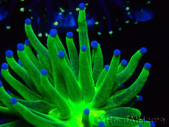 WYSIWYG Euphyllia glabrescens (Mariculture acclimaté sous LED) 8I7