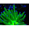 WYSIWYG Euphyllia glabrescens (Mariculture acclimated under LED) 8D7