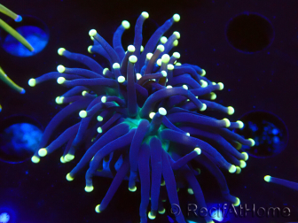 WYSIWYG Euphyllia glabrescens (Mariculture acclimaté sous LED) 8D7