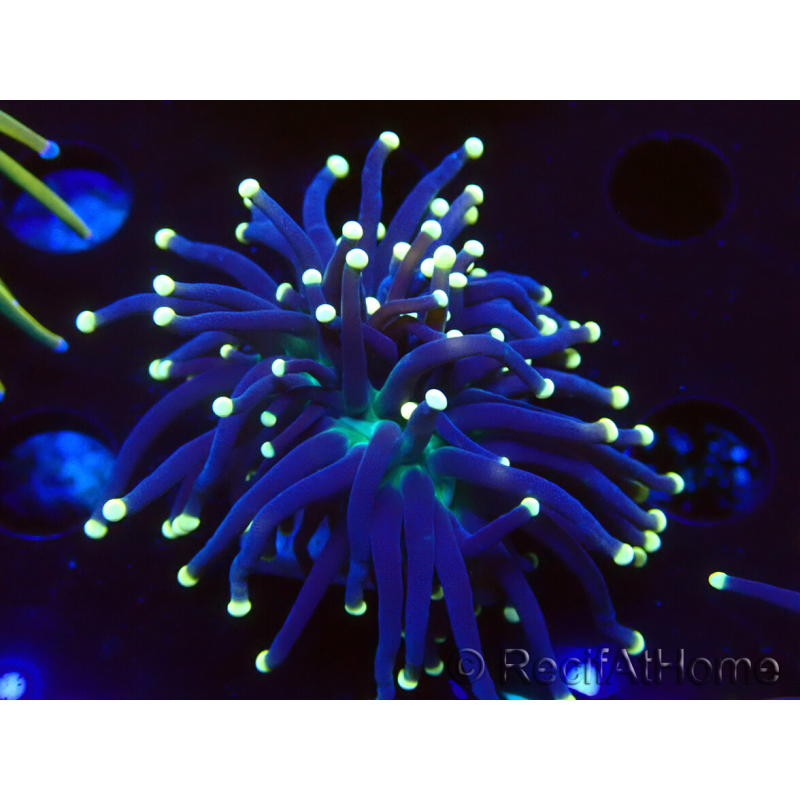 WYSIWYG Euphyllia glabrescens (Mariculture acclimaté sous LED) 8I8