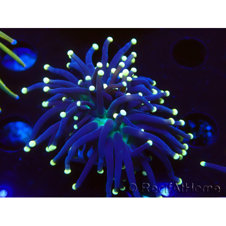 WYSIWYG Euphyllia glabrescens (Maricoltura acclimatata sotto LED) 8D7