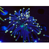 WYSIWYG Euphyllia glabrescens (Mariculture acclimaté sous LED) 8I8