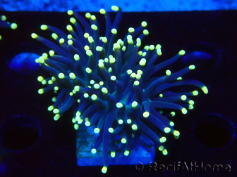 WYSIWYG Euphyllia glabrescens (Maricultura aclimatada bajo LED) 8J4
