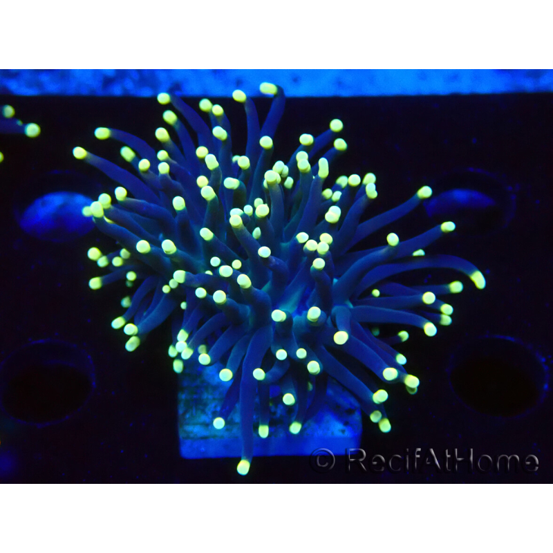 WYSIWYG Euphyllia glabrescens (Maricultura aclimatada bajo LED) 8J4
