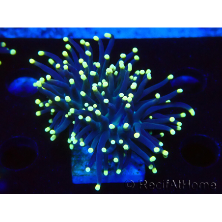 WYSIWYG Euphyllia glabrescens (Mariculture acclimaté sous LED) 8J4