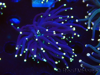 WYSIWYG Euphyllia glabrescens (Maricultura aclimatada bajo LED) 8F7
