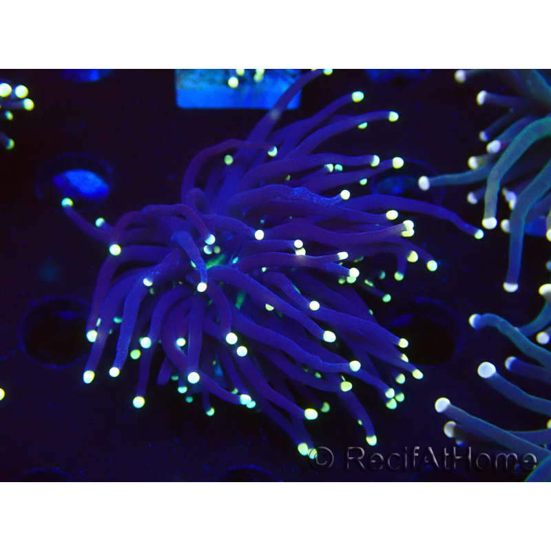 WYSIWYG Euphyllia glabrescens (Mariculture acclimaté sous LED) 8J7