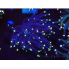 WYSIWYG Euphyllia glabrescens (Maricoltura acclimatata sotto LED) 8F7