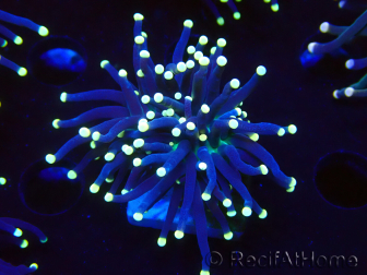 WYSIWYG Euphyllia glabrescens (Mariculture acclimated under LED) 8F7