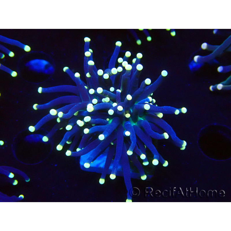 WYSIWYG Euphyllia glabrescens (Mariculture acclimaté sous LED) 8J8
