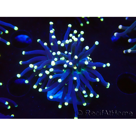 WYSIWYG Euphyllia glabrescens (Maricoltura acclimatata sotto LED) 8F7