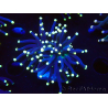 WYSIWYG Euphyllia glabrescens (Mariculture acclimaté sous LED) 8J8