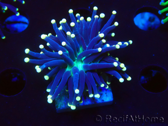 WYSIWYG Euphyllia glabrescens (Maricultura aclimatada bajo LED) 8K4