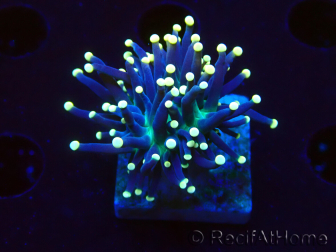 WYSIWYG Euphyllia glabrescens (Mariculture acclimaté sous LED) 8K5