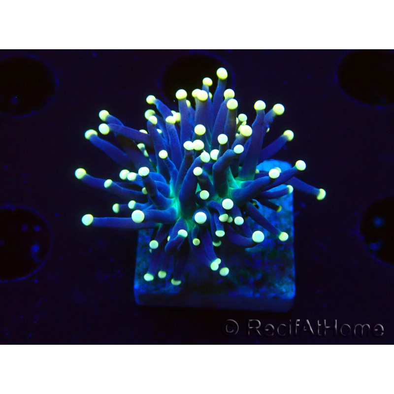 WYSIWYG Euphyllia glabrescens (Maricultura aclimatada bajo LED) 8K5