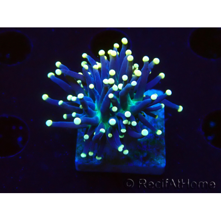 WYSIWYG Euphyllia glabrescens (Maricoltura acclimatata sotto LED) 8K5