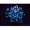 WYSIWYG Euphyllia glabrescens (Maricultura aclimatada bajo LED) 8K5