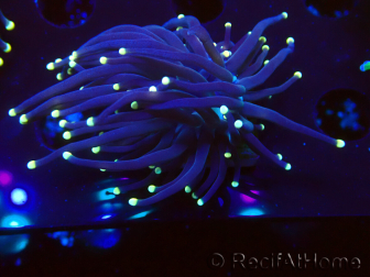 WYSIWYG Euphyllia glabrescens (Mariculture acclimated under LED) 8K6