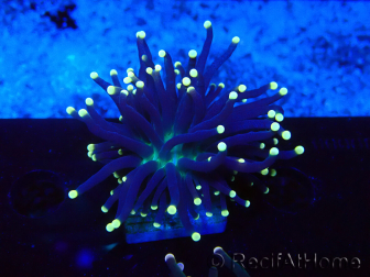 WYSIWYG Euphyllia glabrescens (Mariculture acclimaté sous LED) 8K7