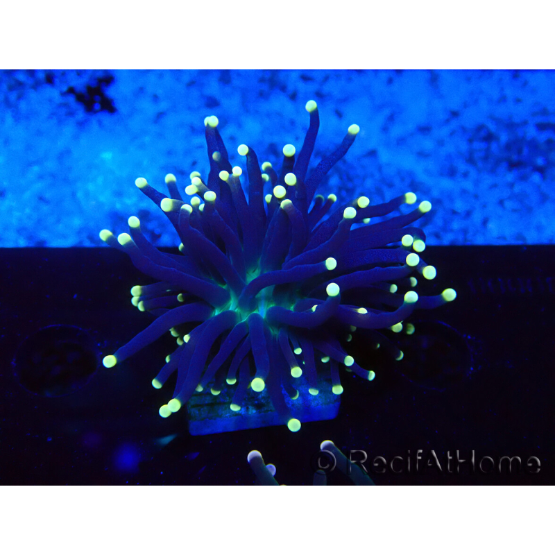 WYSIWYG Euphyllia glabrescens (Mariculture acclimaté sous LED) 8K7
