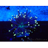 WYSIWYG Euphyllia glabrescens (Mariculture acclimaté sous LED) 8K7