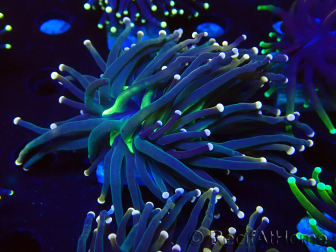 WYSIWYG Euphyllia glabrescens (Mariculture acclimaté sous LED) 8K8