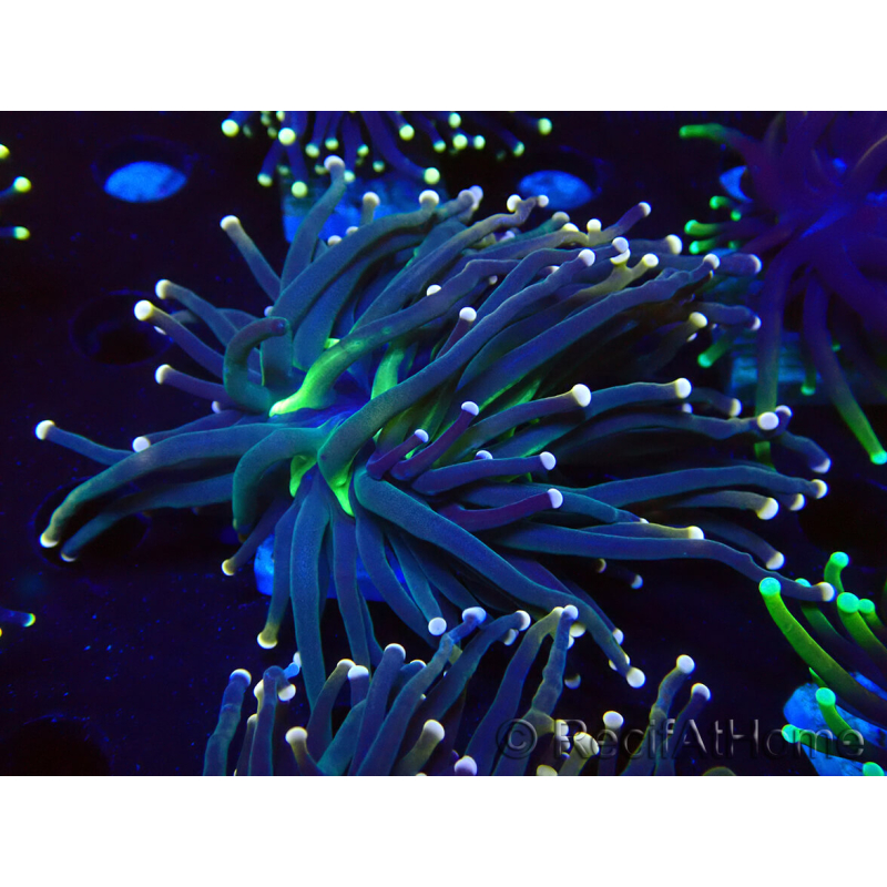WYSIWYG Euphyllia glabrescens (Mariculture acclimaté sous LED) 8K8