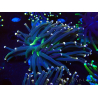 WYSIWYG Euphyllia glabrescens (Mariculture acclimaté sous LED) 8K8