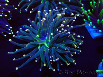 WYSIWYG Euphyllia glabrescens (Marikultur unter LED akklimatisiert) 8L1