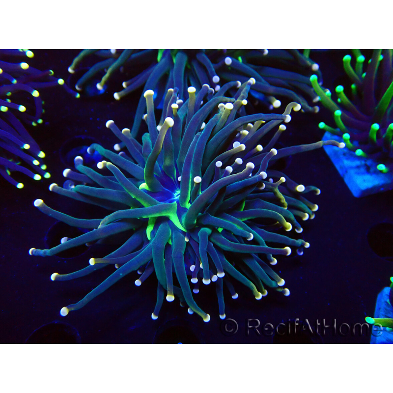 WYSIWYG Euphyllia glabrescens (Mariculture acclimaté sous LED) 8L1