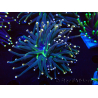 WYSIWYG Euphyllia glabrescens (Maricultura aclimatada bajo LED) 8L1