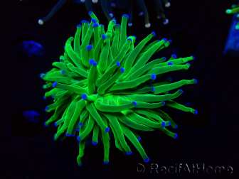 WYSIWYG Euphyllia glabrescens (Aclimatado en maricultura bajo LED) 8L2