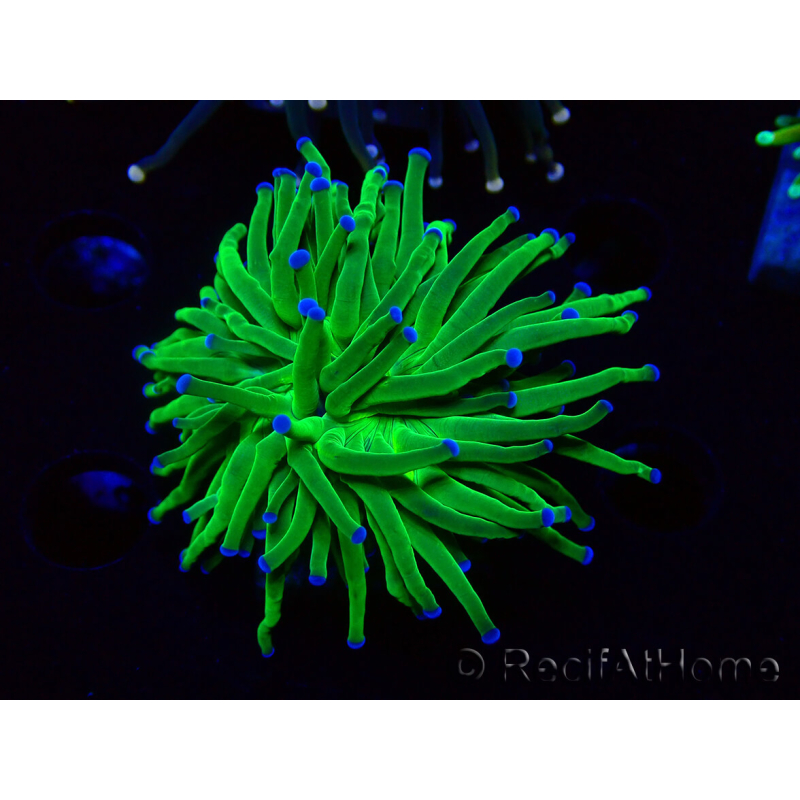 WYSIWYG Euphyllia glabrescens (Mariculture acclimaté sous LED) 8L2