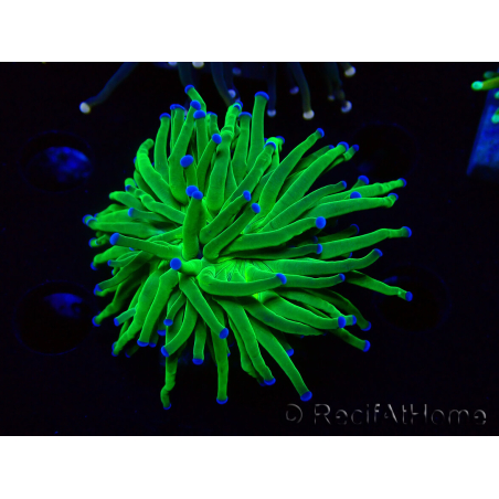 WYSIWYG Euphyllia glabrescens (Maricoltura acclimatata sotto LED) 8L2