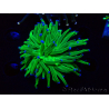 WYSIWYG Euphyllia glabrescens (Marikultur unter LED akklimatisiert) 8L2