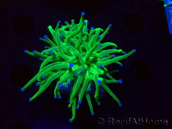 WYSIWYG Euphyllia glabrescens (Maricoltura acclimatata sotto LED) 8L3