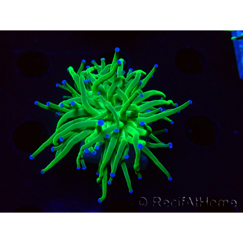WYSIWYG Euphyllia glabrescens (Mariculture acclimaté sous LED) 8L3