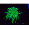 WYSIWYG Euphyllia glabrescens (Mariculture acclimaté sous LED) 8L3