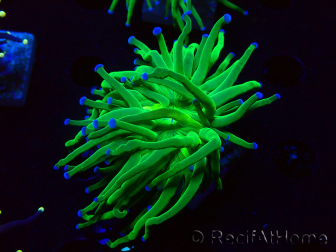 WYSIWYG Euphyllia glabrescens (Marikultur, unter LED akklimatisiert) 8L4