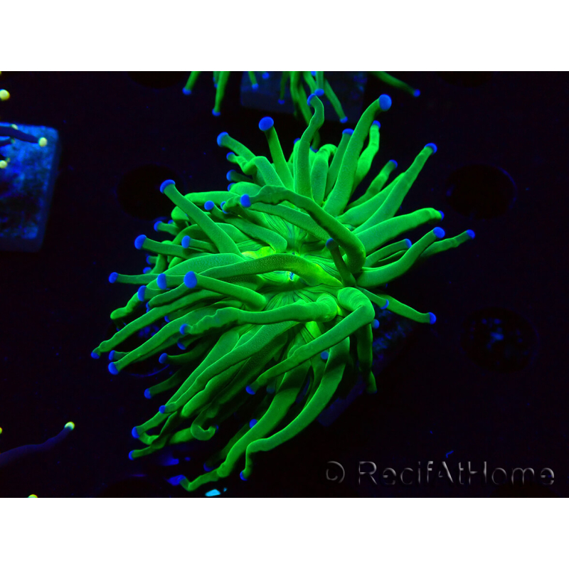 WYSIWYG Euphyllia glabrescens (Mariculture acclimaté sous LED) 8L4