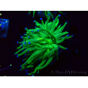 WYSIWYG Euphyllia glabrescens (Mariculture acclimated under LED) 8L4