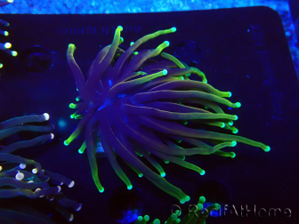 WYSIWYG Euphyllia glabrescens Nuclear Fusion (Mariculture acclimaté sous LED) 8L5