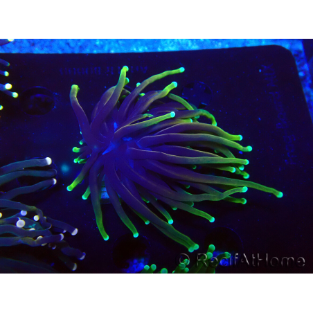 WYSIWYG Euphyllia glabrescens (Maricultura aclimatada bajo LED) 8L5