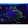 WYSIWYG Euphyllia glabrescens Nuclear Fusion (Mariculture acclimaté sous LED) 8L5