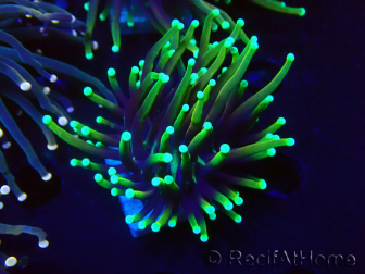 WYSIWYG Euphyllia glabrescens (Maricoltura acclimatata sotto LED) 8L6