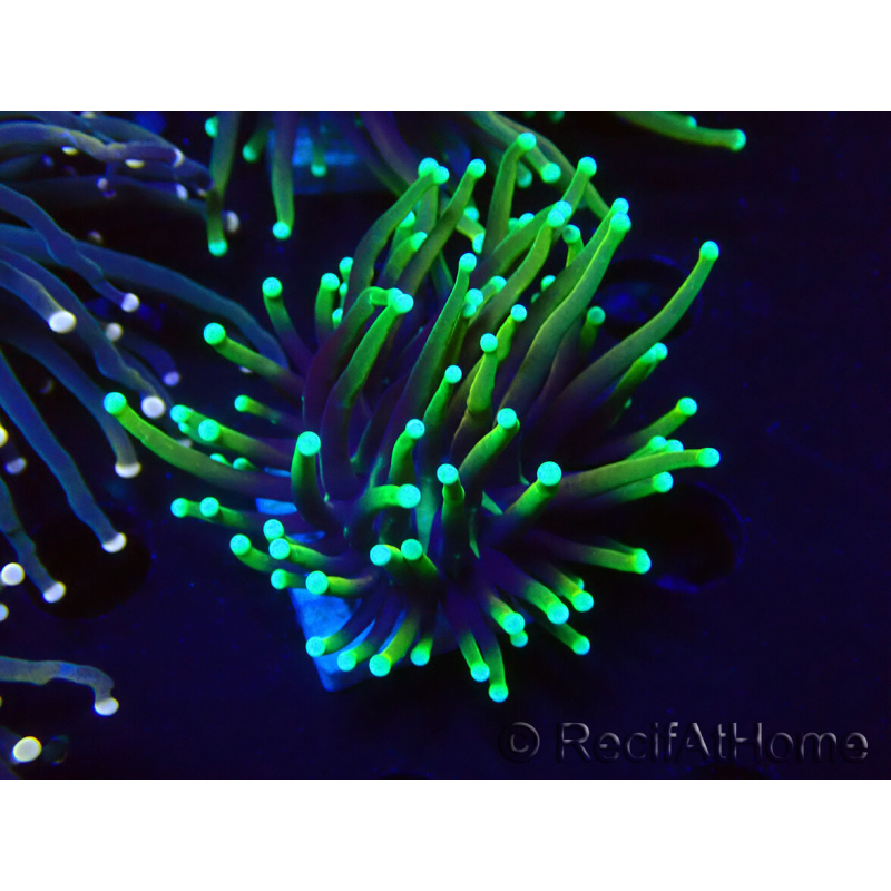 WYSIWYG Euphyllia glabrescens Nuclear Fusion (Mariculture acclimaté sous LED) 8L6