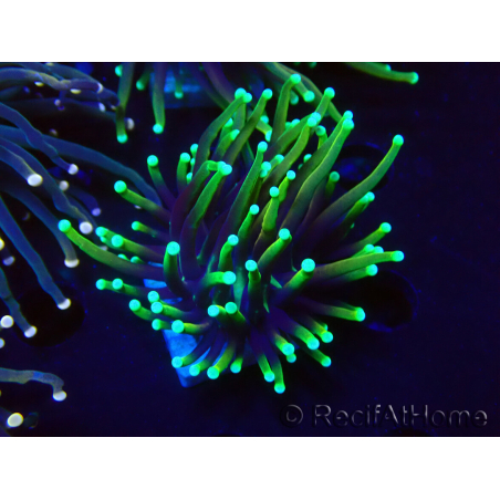 WYSIWYG Euphyllia glabrescens (Maricultura aclimatada bajo LED) 8L6